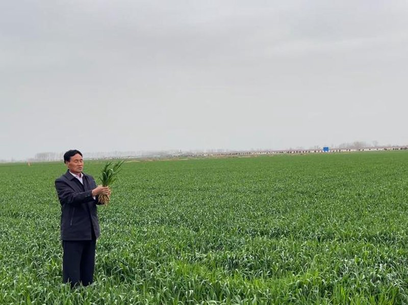 水稻种植：一份绿色产业的深耕与创新