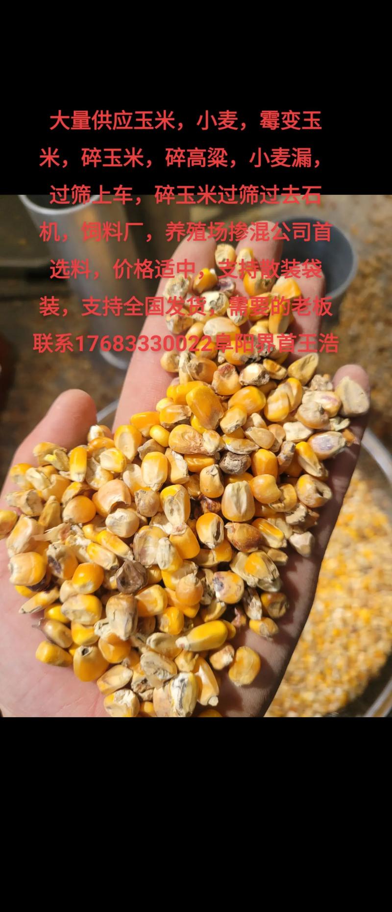 小麦种植：科学管理成就高产丰收