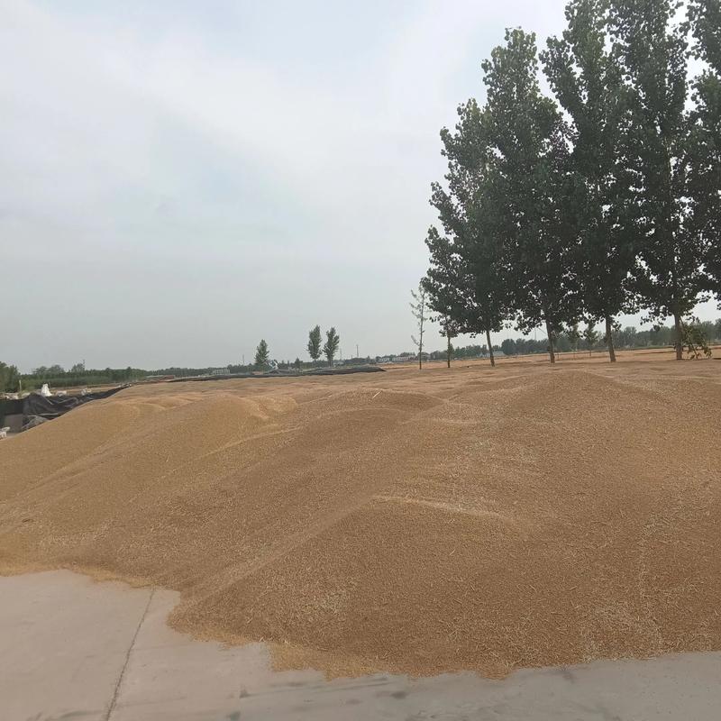 揭秘小麦种植的高效技巧