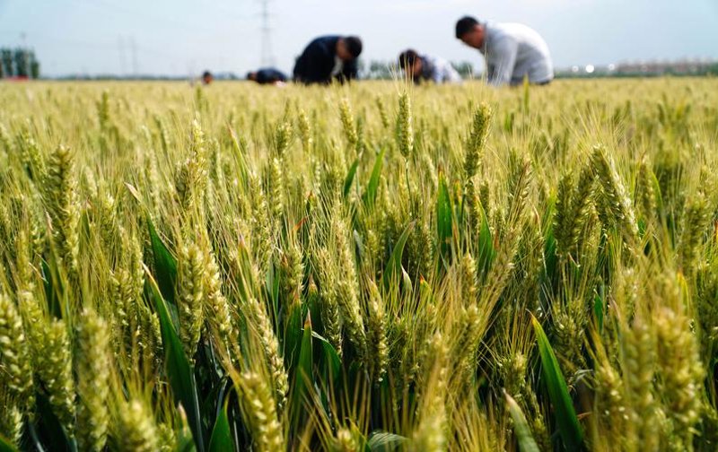 霍邱粮食种植——一亩三分地上的金色梦想